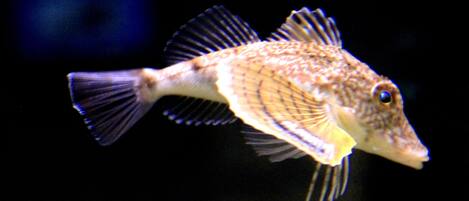 A fish with a patterned body and fins, swimming in a dark environment.