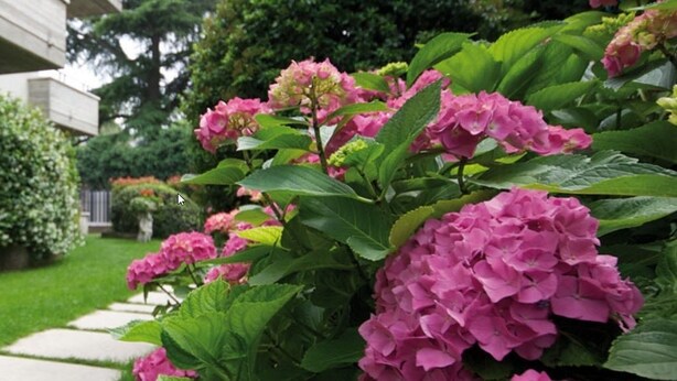 A well-maintained garden with pink hydrangea bushes, a neatly trimmed hedge, and a paved pathway leading to a building with large windows and a concrete facade. - Villa Terri (Verona)