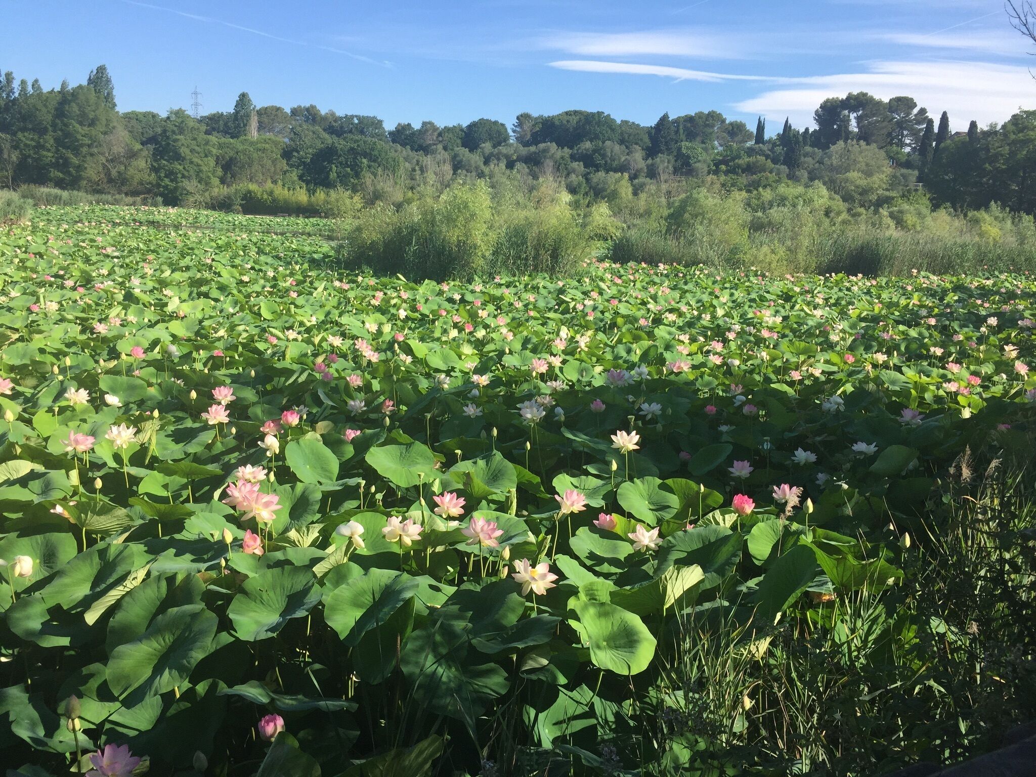 A field of water lilies with a forested hill in the background.