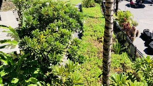 Ein Resort mit Palmen, einer Rasenfläche und einer überdachten Außenbereich-Sitzgelegenheit.
