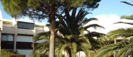Un edificio con un árbol grande al frente, rodeado de palmeras y arbustos más pequeños.