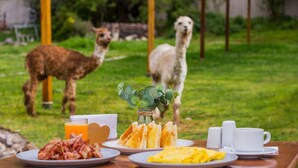 Una mesa de desayuno con platos de comida, un vaso de jugo de naranja y una taza. Al fondo, dos llamas de pie sobre pasto.