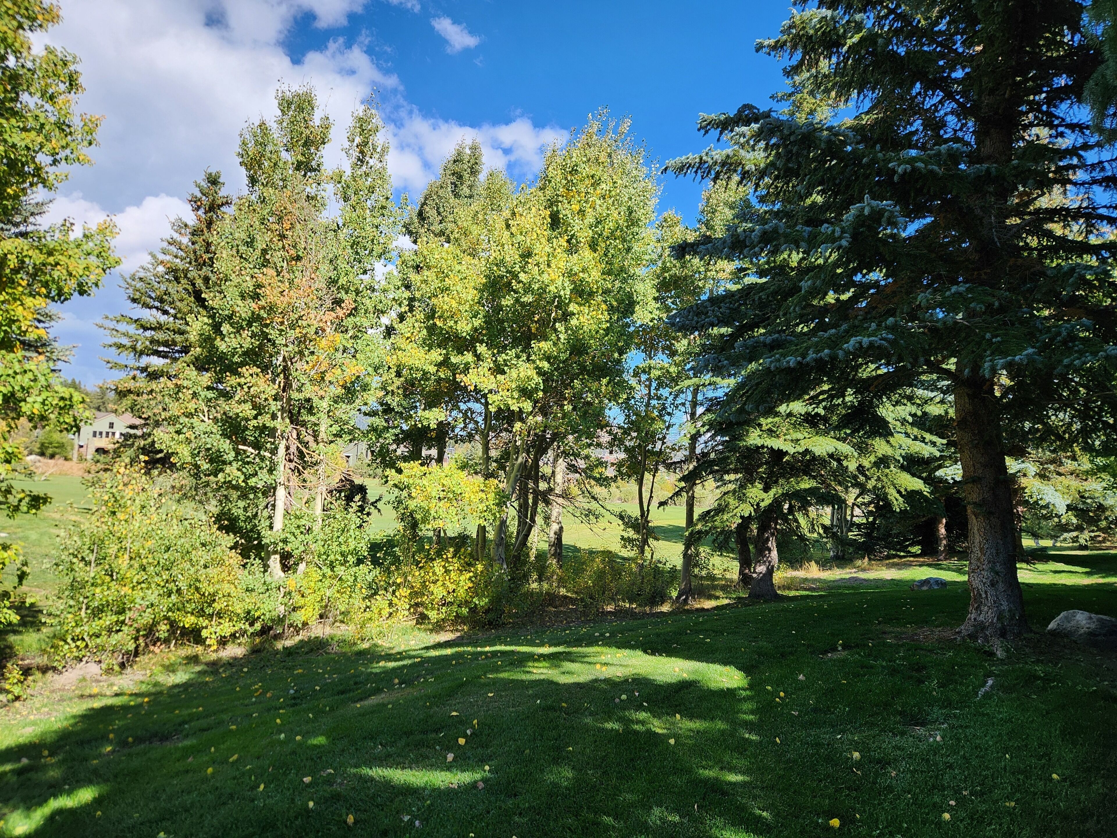 A park with various trees and a grassy area.