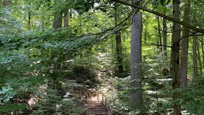 Ein hölzerner Steg führt durch einen dichten Wald mit hohen Bäumen und üppiger Vegetation.