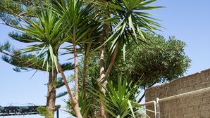 Un patio con una palmera, un banco blanco y un muro de ladrillo.