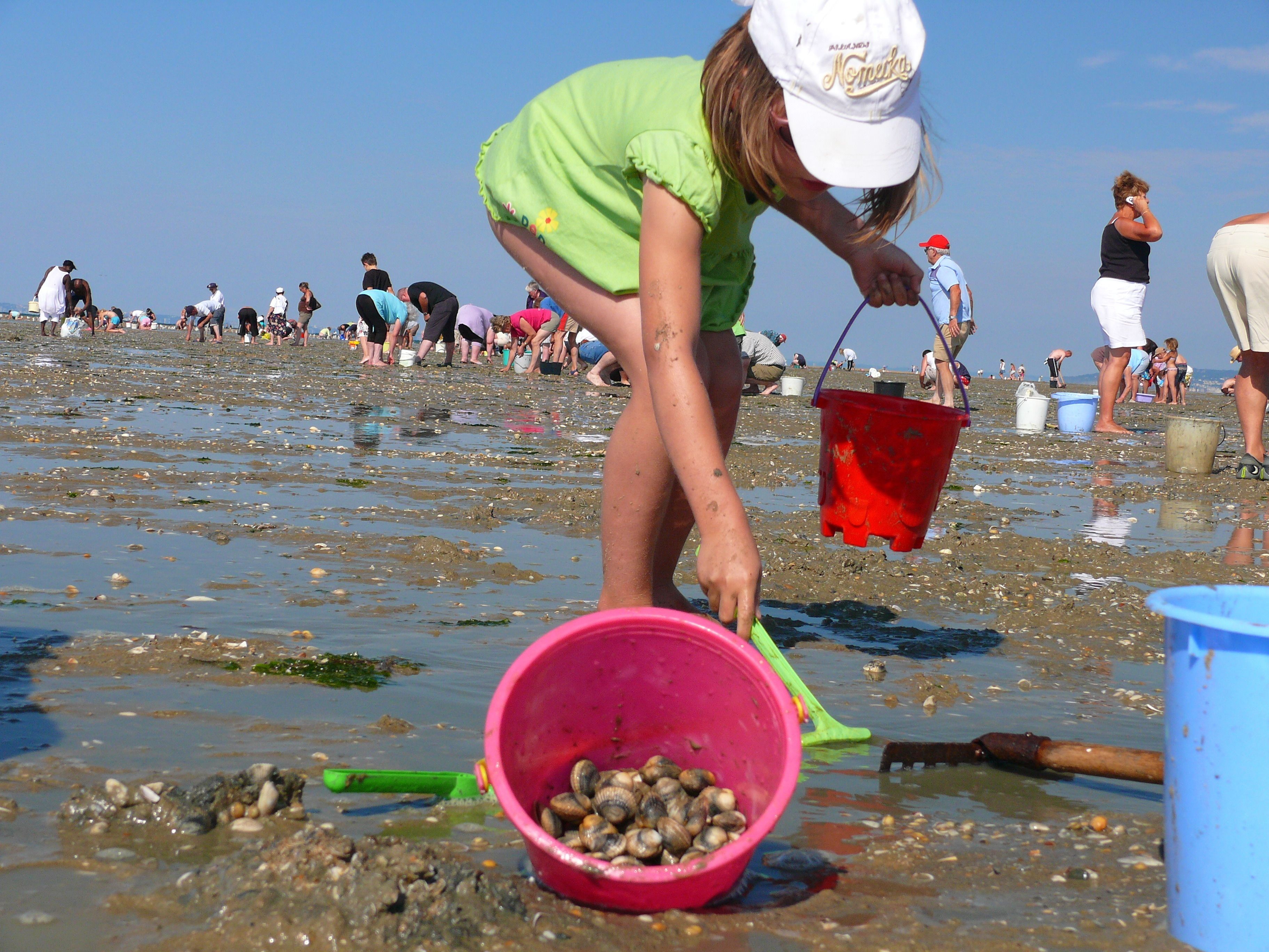 A beach scene with people engaged in various activities, including collecting shells and buckets.