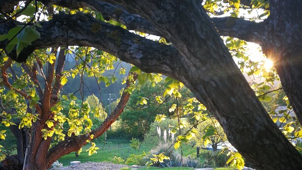 Um jardim com uma árvore grande, um muro de pedra e uma área gramada.
