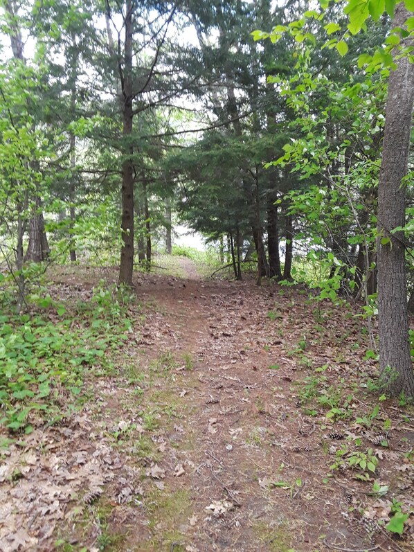 A forested area with a dirt path leading through trees. - Relaxing Northern New England Getaway (Newbury)