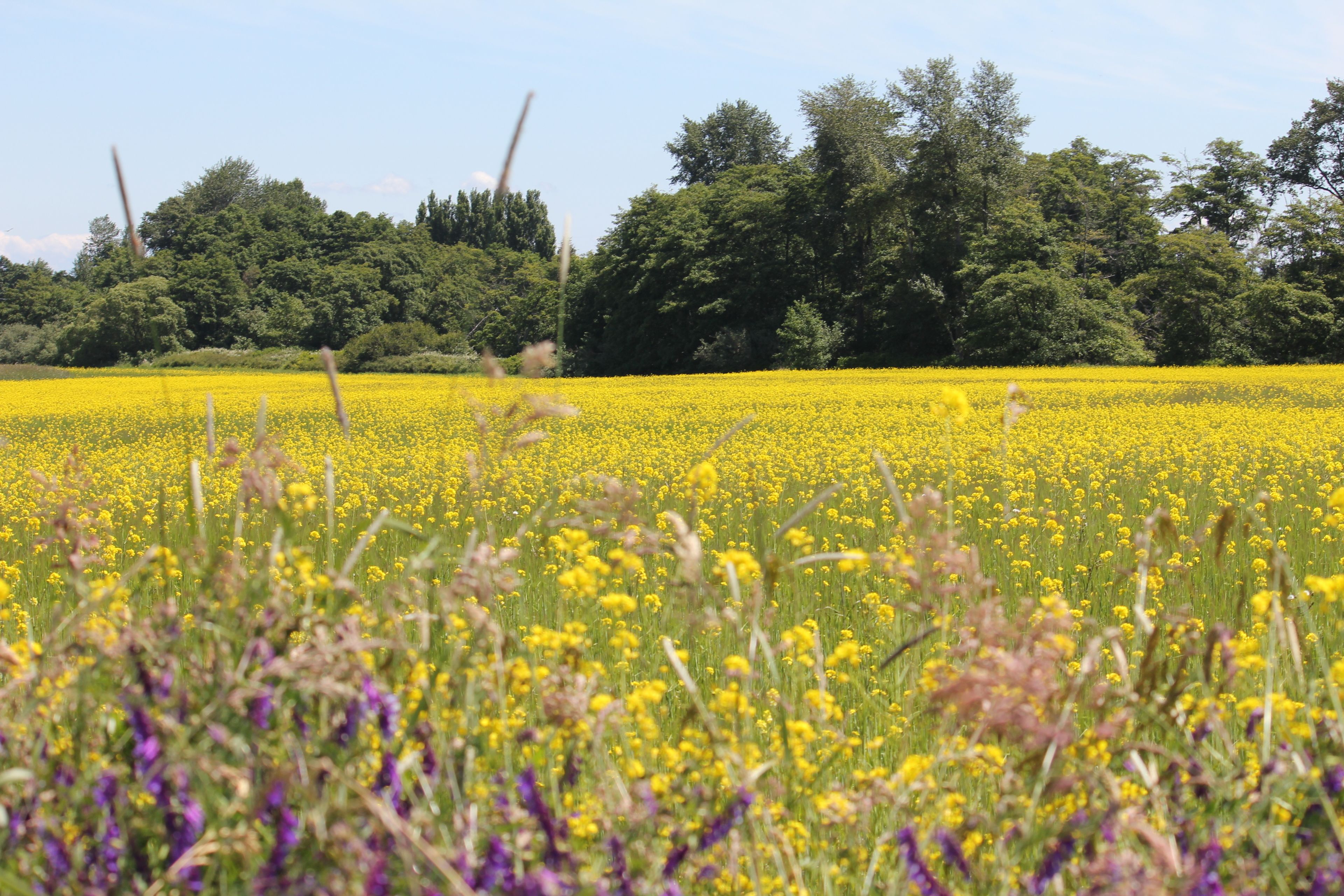 A field of yellow flowers with purple flowers in the foreground and trees in the background.