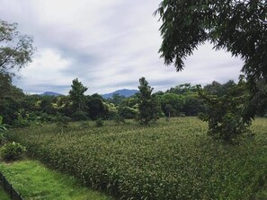 Superior Mountain View | 객실에서 보이는 전망