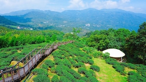 A lush green tea plantation with a wooden walkway and a white structure. - Look Tea House (Meishan)