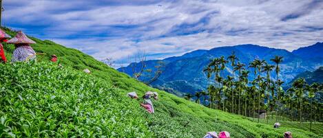 A lush green tea plantation with workers in the field and a mountain range in the background.