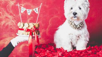 Un perro blanco con lazo rojo y un símbolo de número, sentado sobre una alfombra roja.