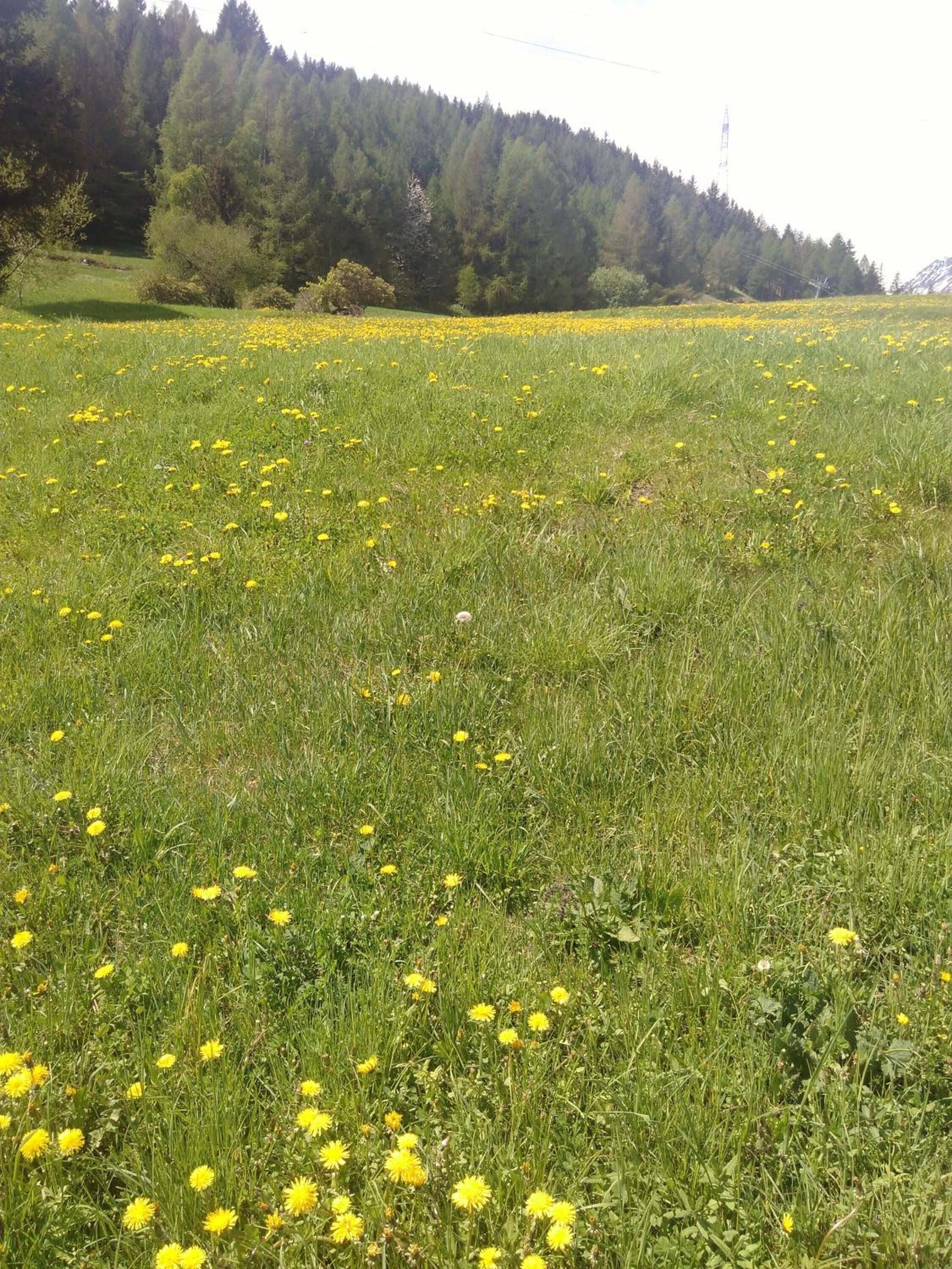 Een veld vol gele bloemen met een beboste heuvel op de achtergrond.