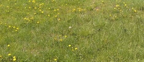 Een veld vol gele bloemen met een beboste heuvel op de achtergrond.