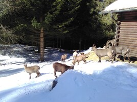 Un grupo de cabras en un área nevada al aire libre, con árboles y una estructura de madera.