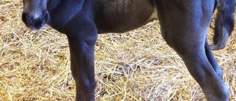 A stable with a foal standing on straw bedding.