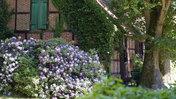Un edificio de ladrillo con contraventanas verdes, hiedra y un árbol.