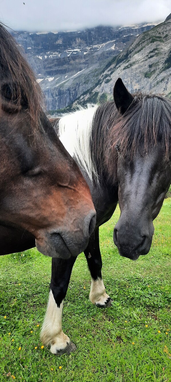 Dos caballos pastando en la hierba, con un paisaje montañoso al fondo.