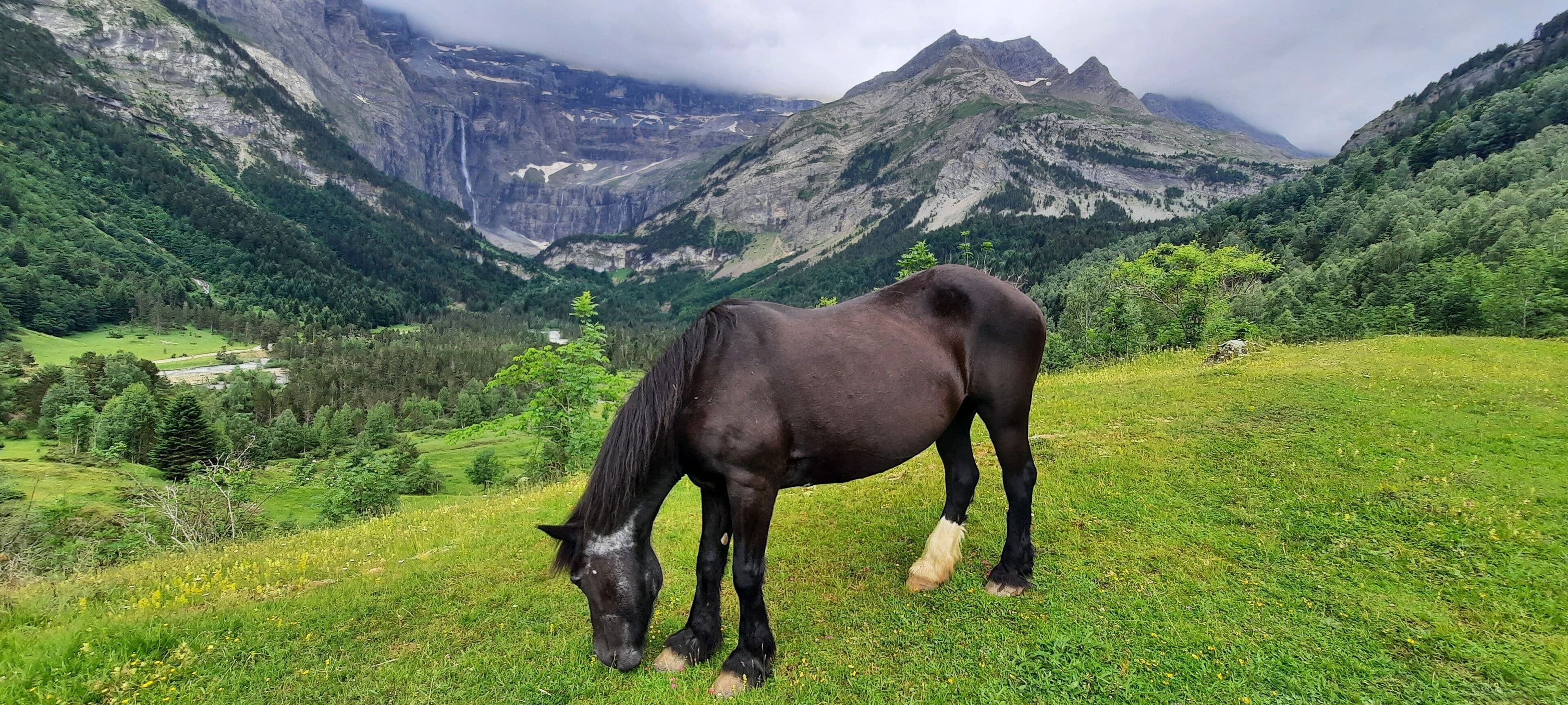 Un caballo pastando en una ladera cubierta de hierba con montañas al fondo.