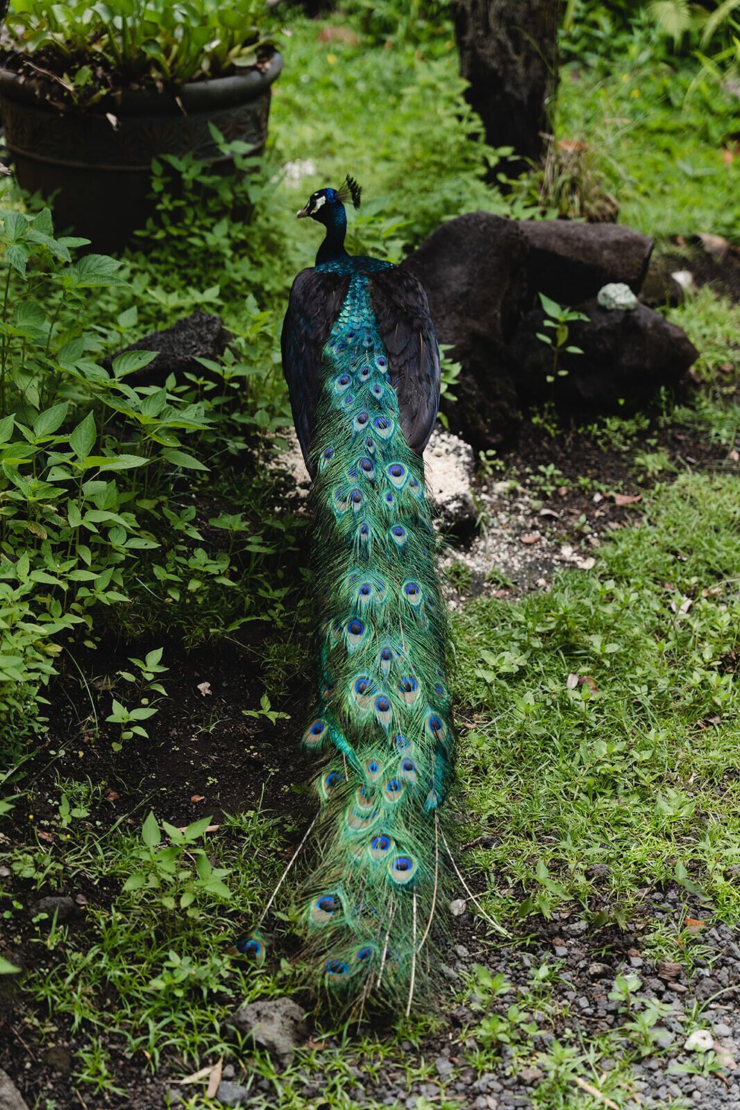 Een pauw in een tuin met groene begroeiing en rotsen.
