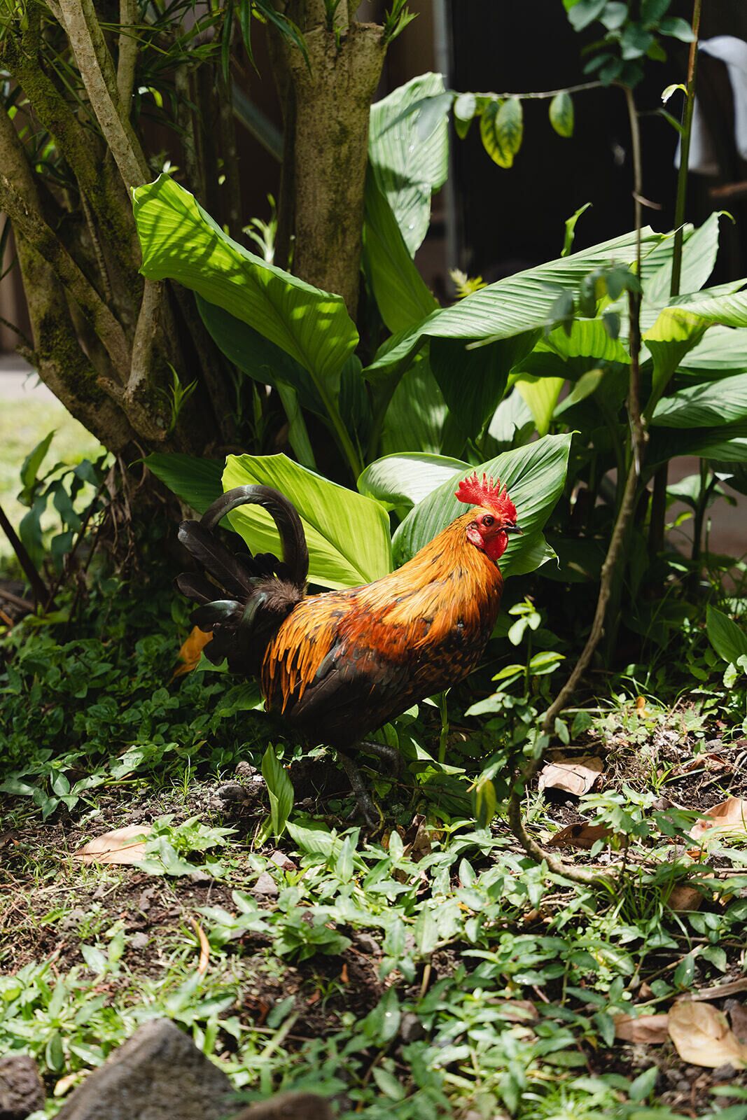 Un gallo en un jardín con follaje verde exuberante y un tronco de árbol.