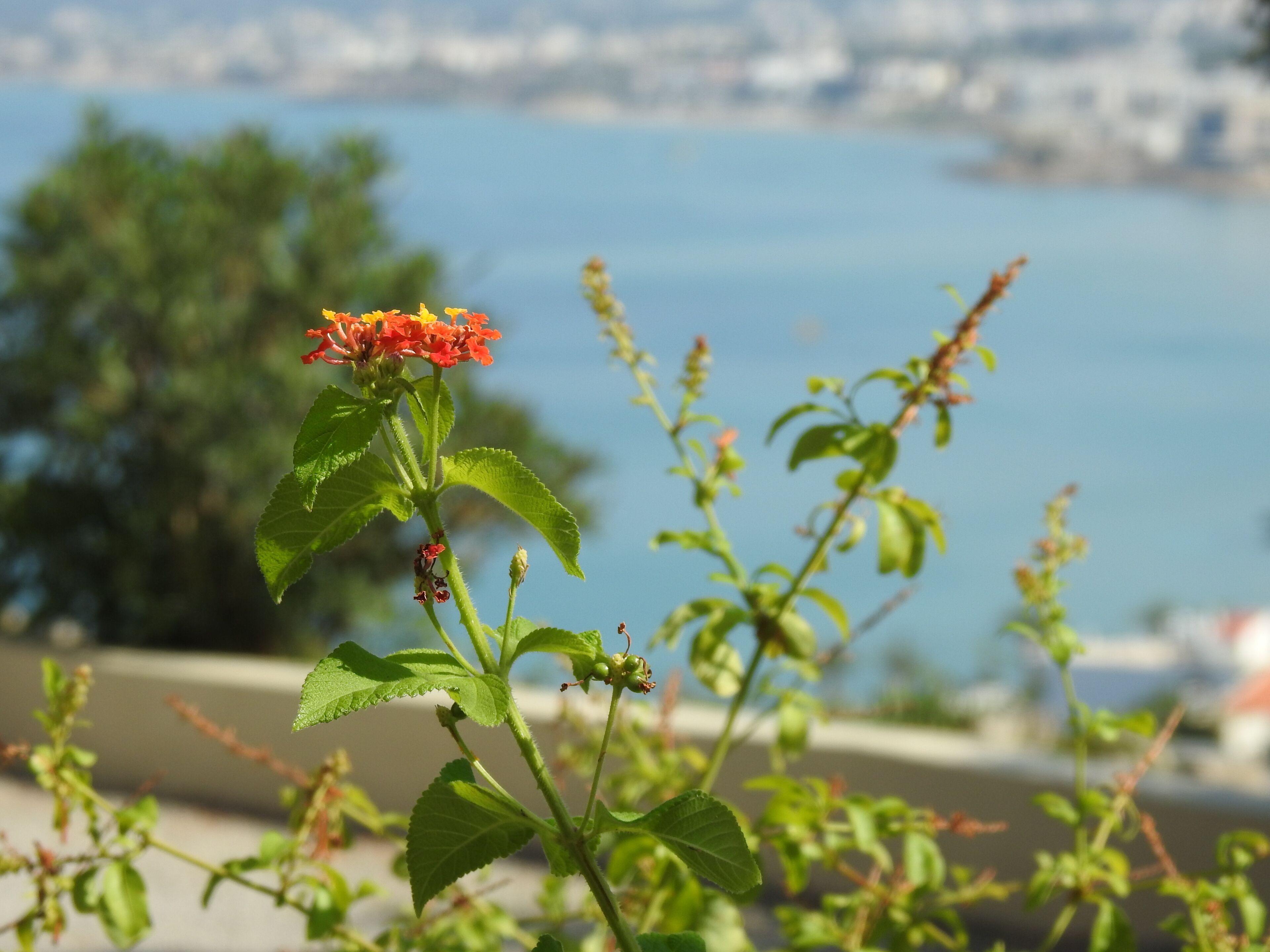 A plant with red flowers and green leaves in front of a body of water and buildings.