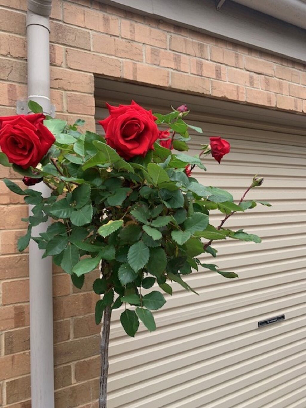 Adelaide Style Accommodation - CLOSE TO CITY - 3Bdrm - In elite North Adelaide — image 26