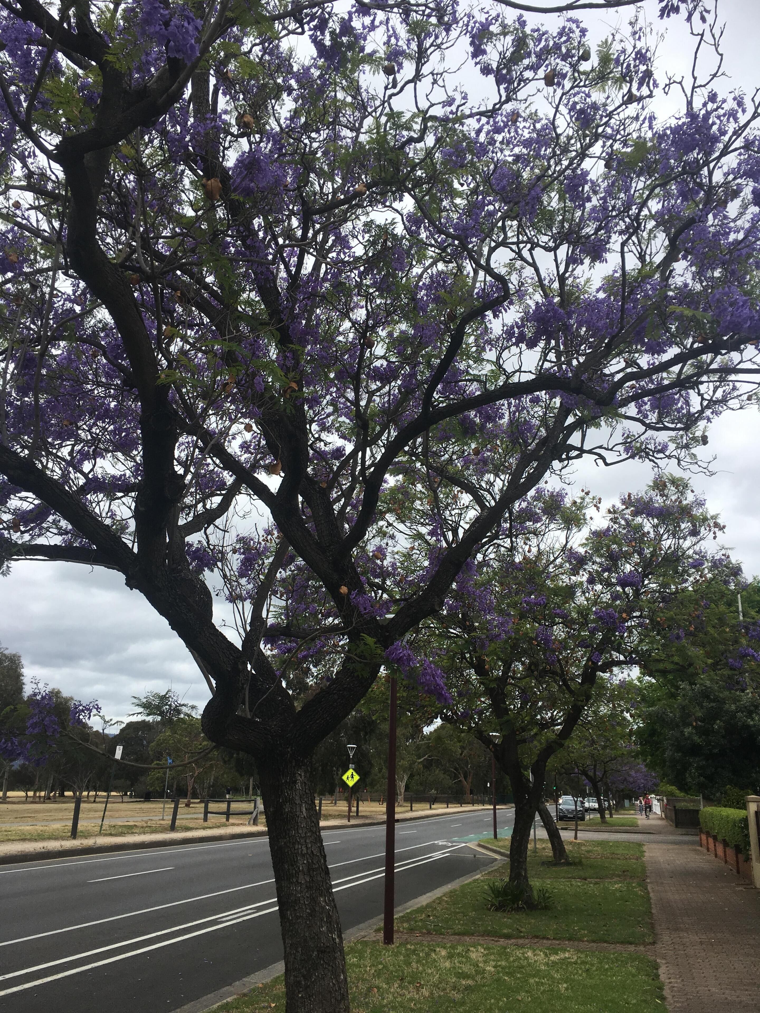 Adelaide Style Accommodation - CLOSE TO CITY - 3Bdrm - In elite North Adelaide — image 29