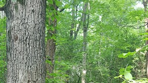 A forested area with a large tree trunk, a wooden signpost, and a metal structure with a sign.