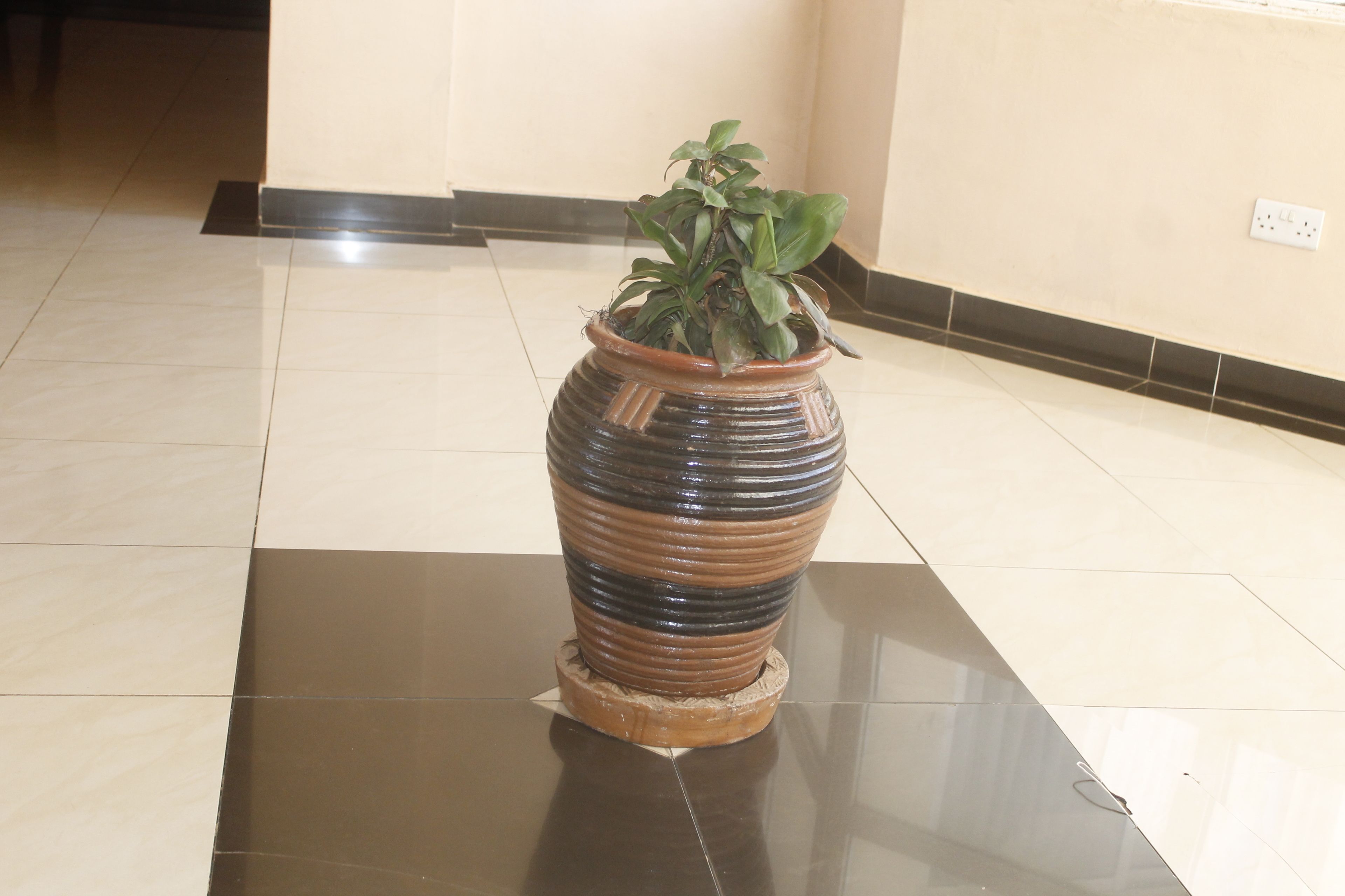 Une plante en pot, placée sur un sol réfléchissant dans un couloir, ce sol étant recouvert de carreaux et un mur étant équipé d'une prise électrique.