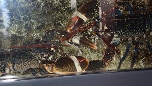 A lobster tank with two lobsters, one with a white band and one with a brown band, and a rocky substrate. - Hotel Armoricaine (Saint-Malo)