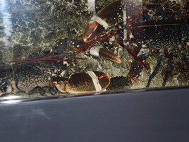 Se sirven almuerzos y cenas, cocina francesa