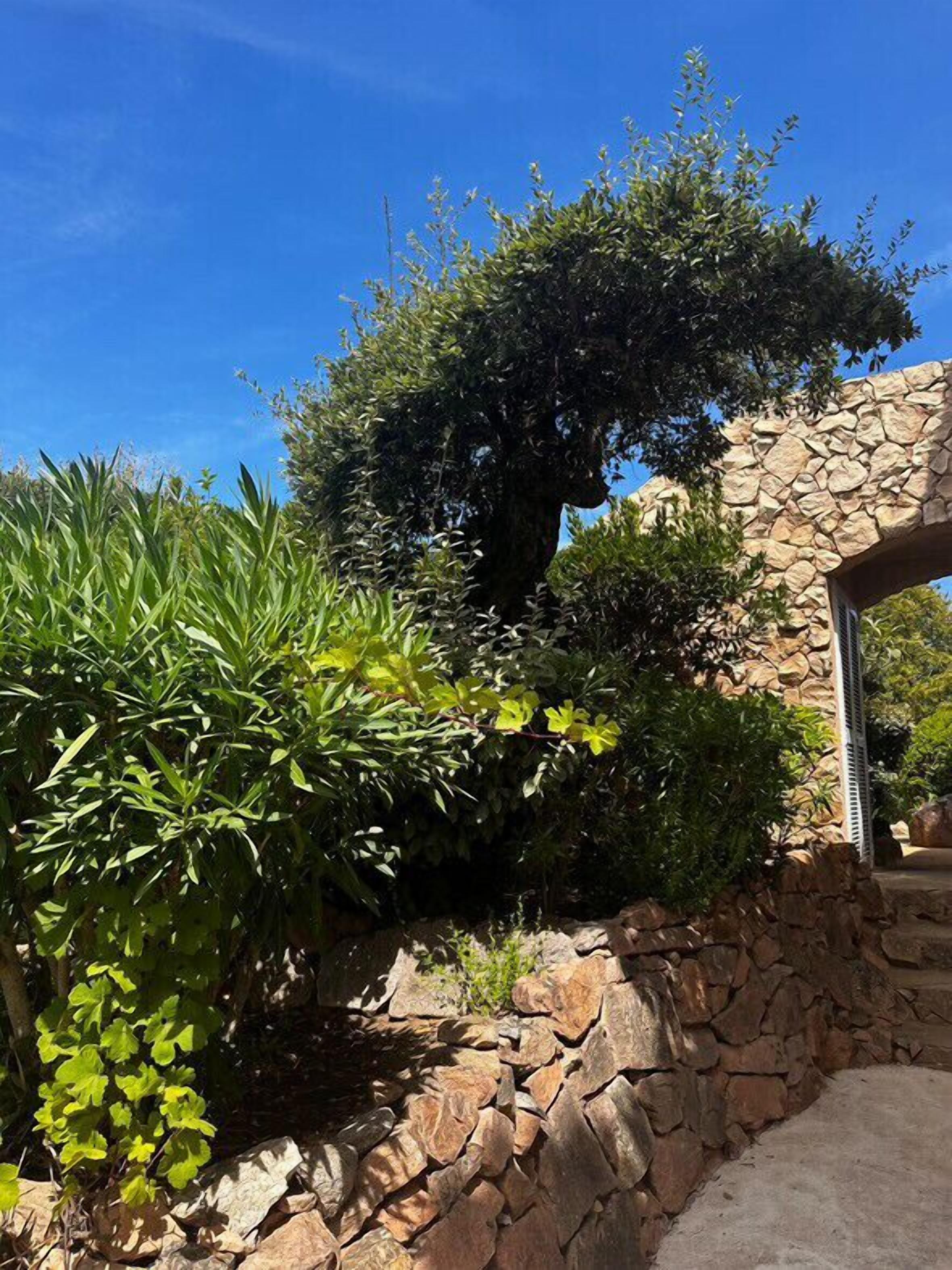 Mur de pedra amb una arcada de pedra, envoltat de diverses plantes i arbres verds.