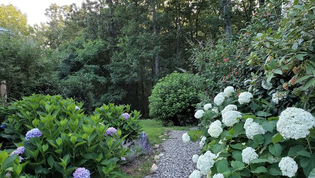 A garden pathway surrounded by lush greenery and hydrangea plants. - Beautiful, Remodeled Cottage in the Heart of Afton (Afton)