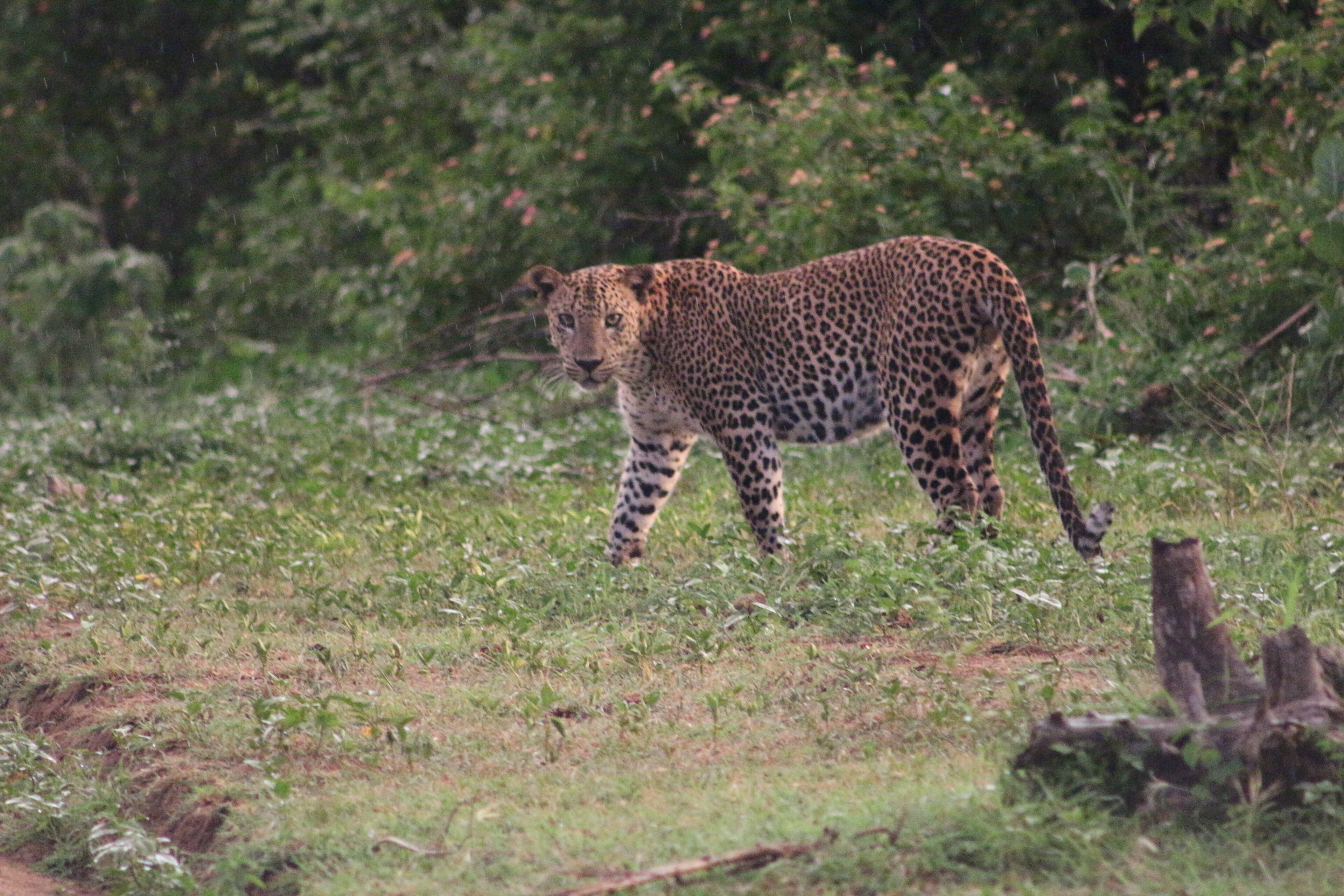 Un leopardo en una zona con hierba alta y follaje denso al fondo.