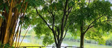 A bench near a bamboo grove by a calm lake with a fence in the background.
