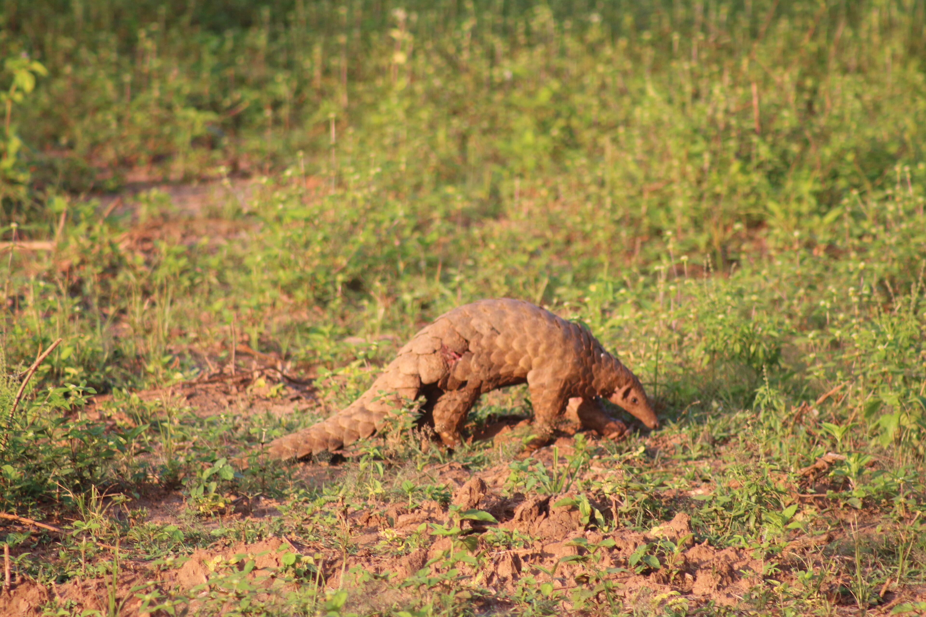 A pangolin in a grassy field.