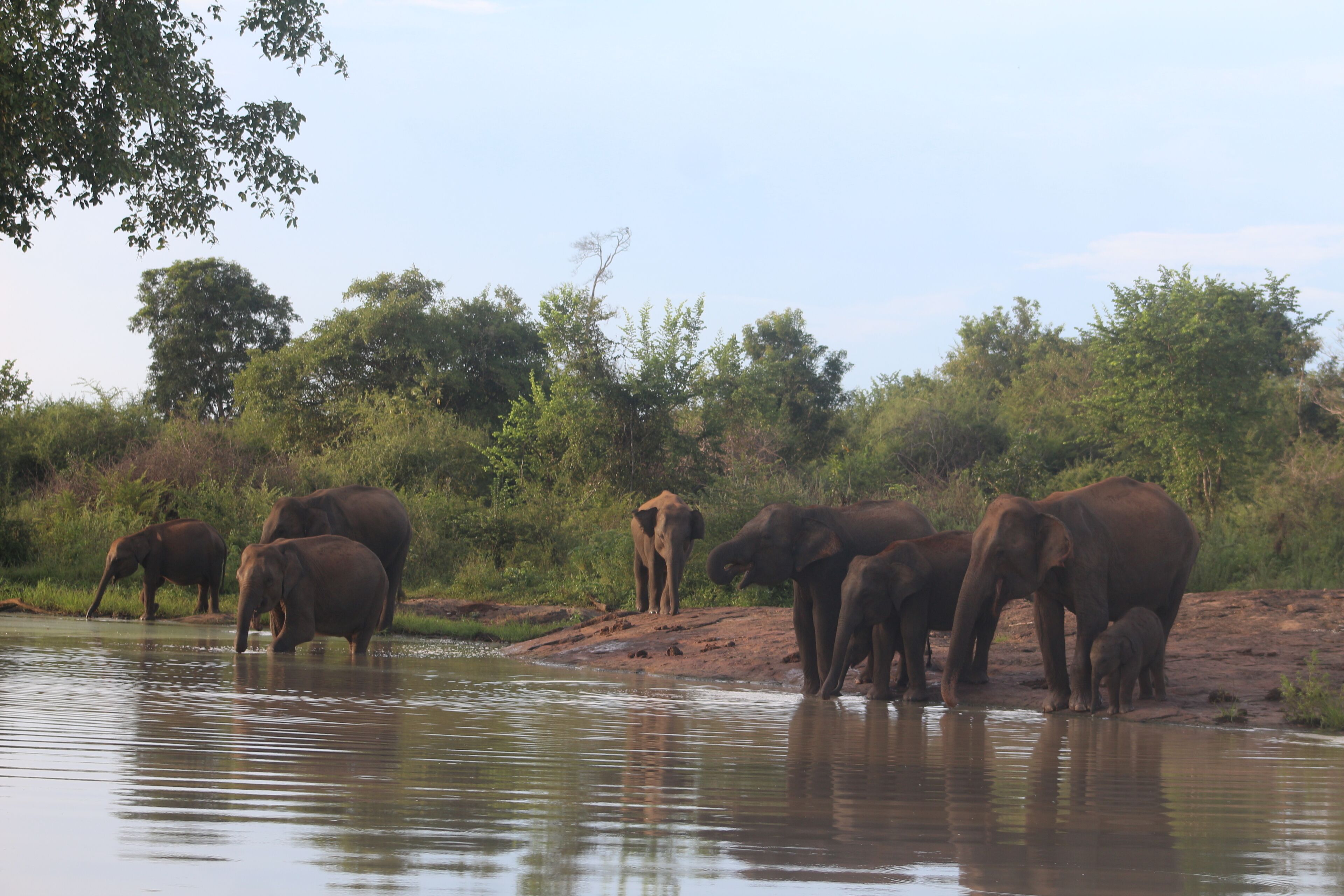 A group of elephants by a water body, surrounded by greenery.