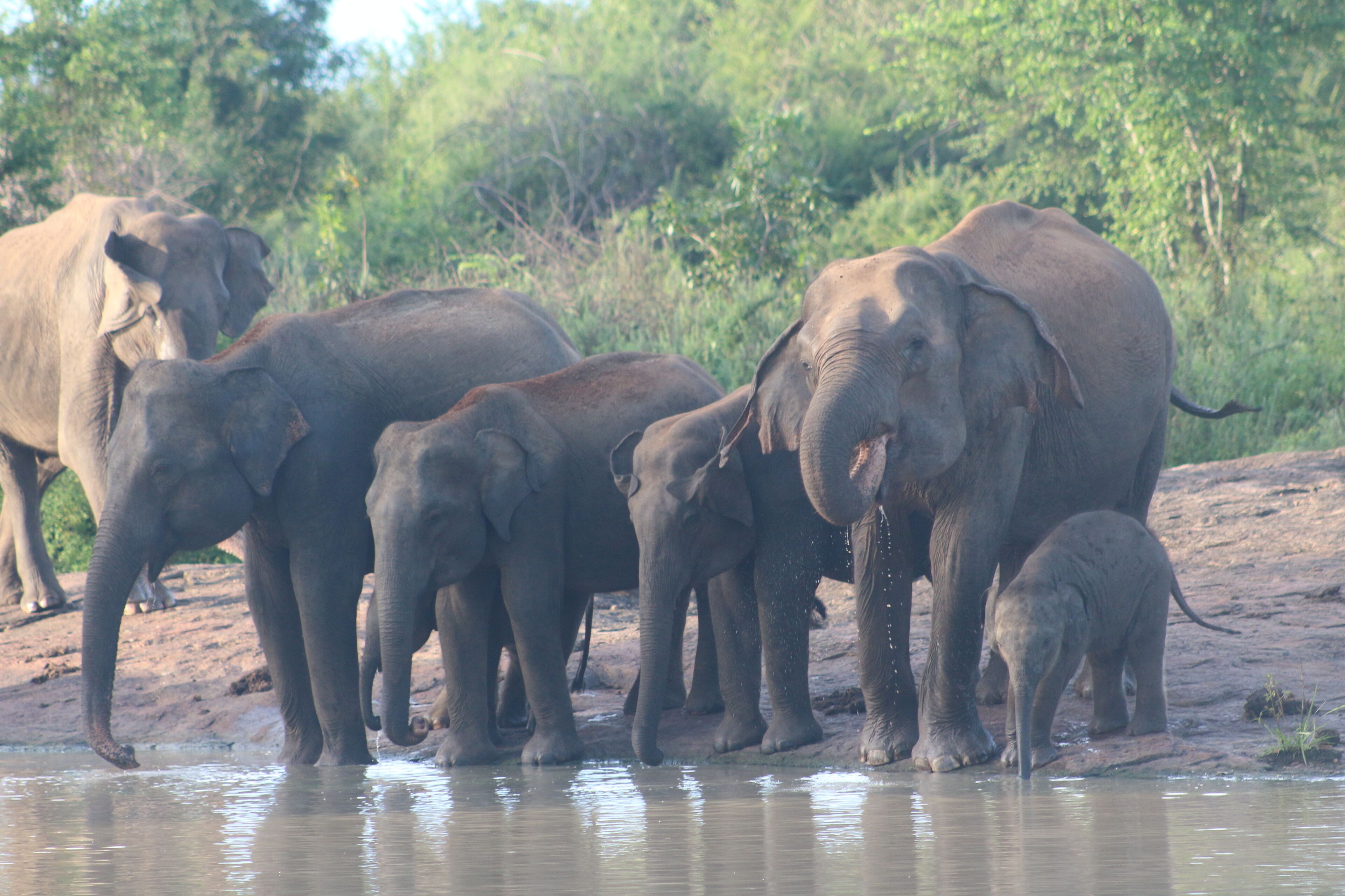A group of elephants by a water source.