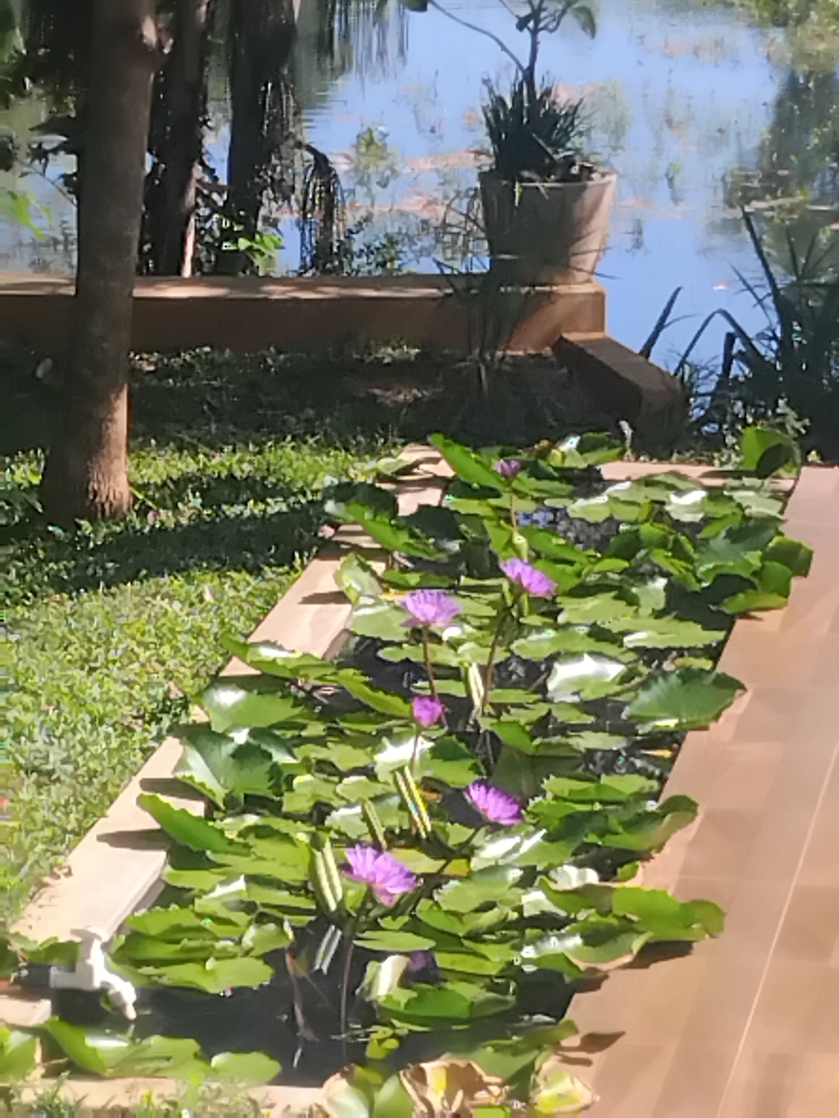 A water garden with lotus plants and a wooden border.