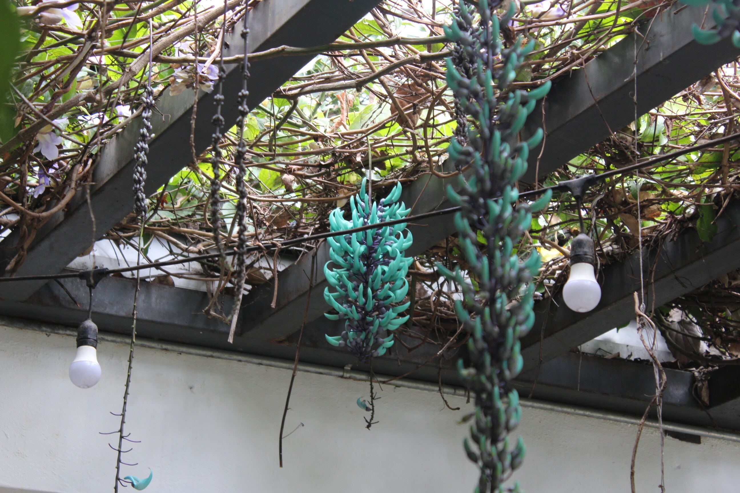 Photo - Cando Living Apartments in Central Avenue