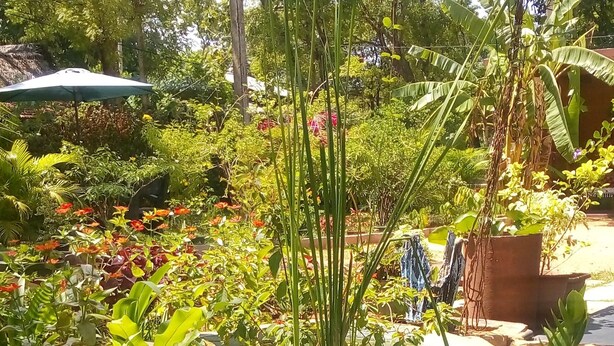Een tuin met een vijver, diverse planten en een kleine brug.