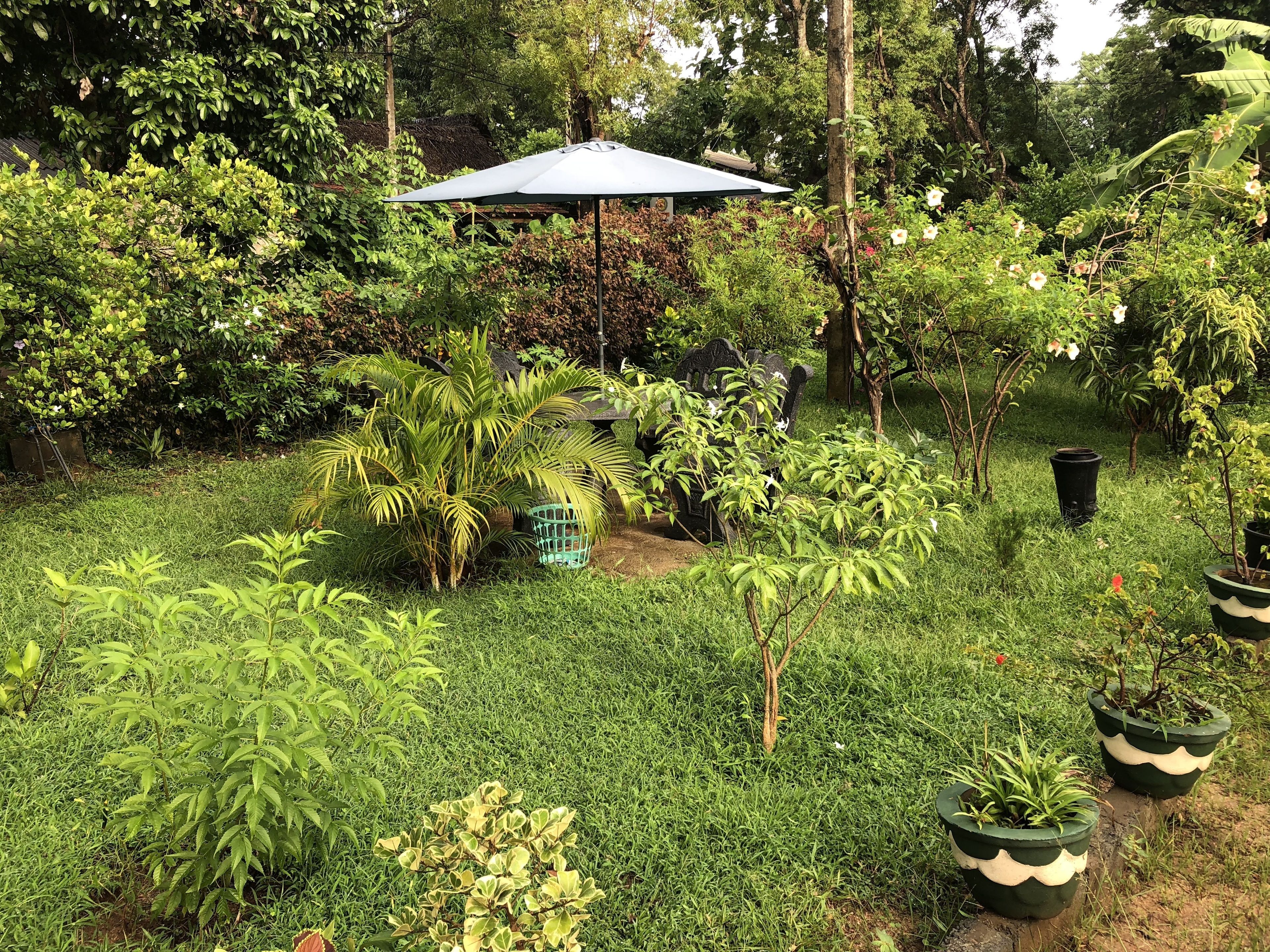 A lush garden with various plants and a bench under a large umbrella.