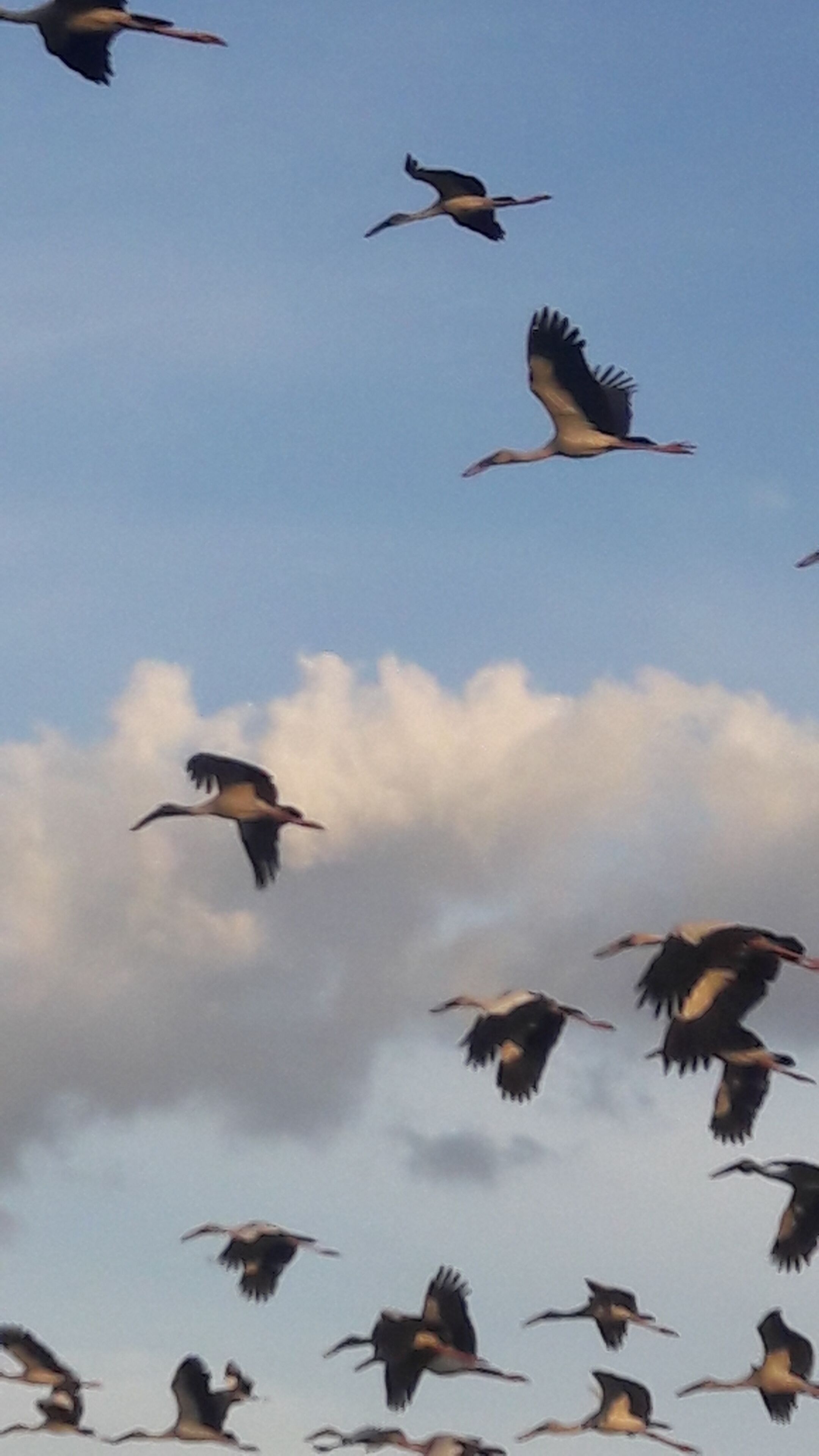 Un vol d’oiseaux s’élevant dans un ciel nuageux.