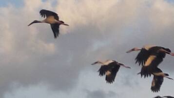 Un vol d’oiseaux s’élevant dans un ciel nuageux.