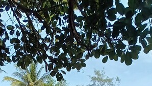 Edifici rústic amb teulada metàl·lica corrugada, envoltat de vegetació abundant i una palmera.