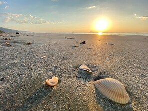 A beach with scattered seashells and a sunset in the background.