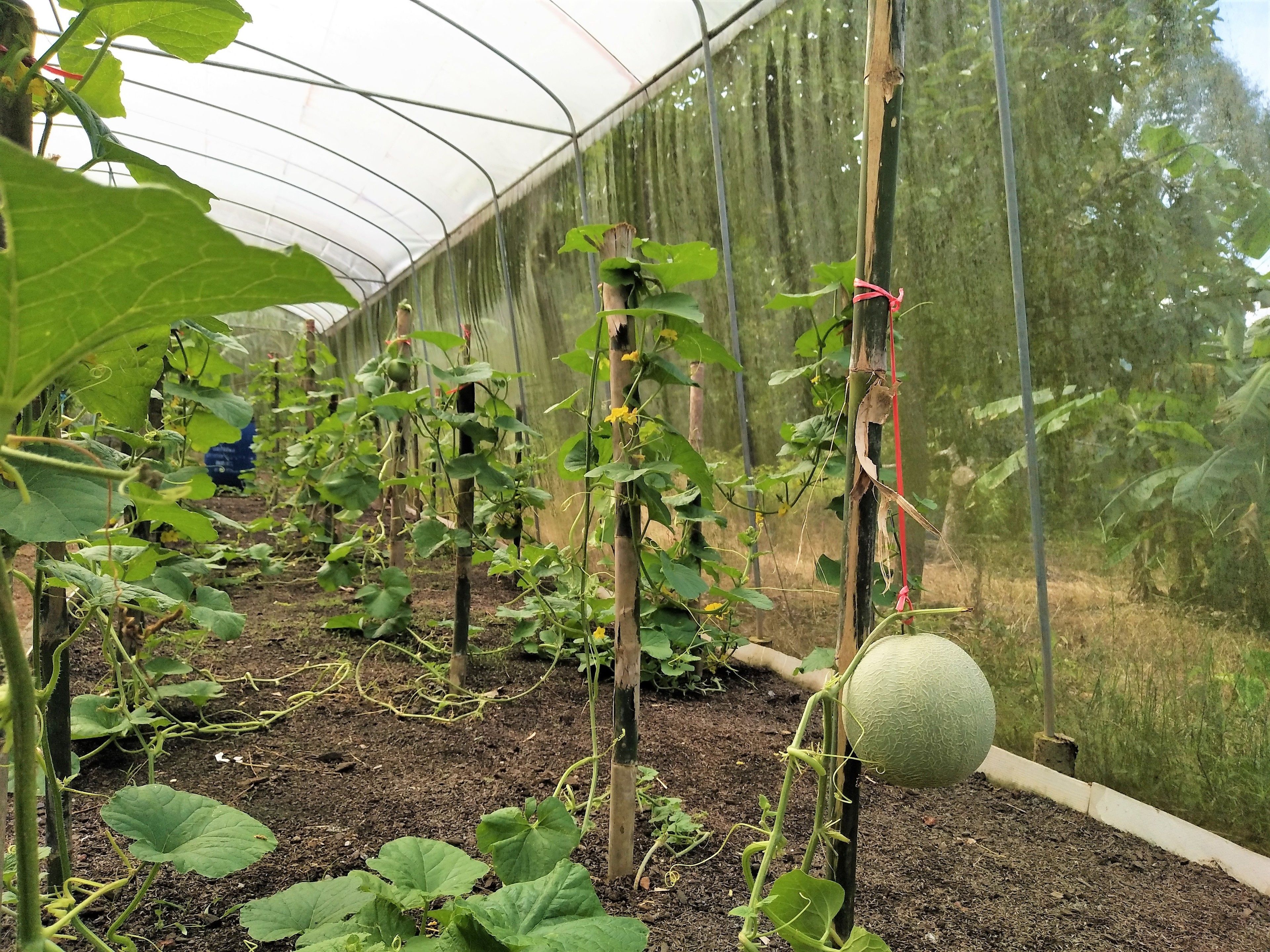 A greenhouse with rows of plants supported by stakes and tied to poles.
