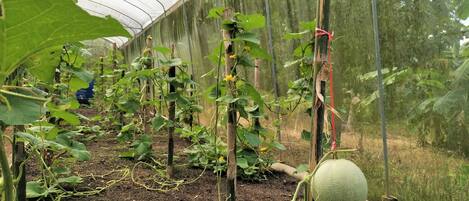 A greenhouse with rows of plants supported by stakes and tied to poles.